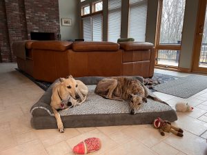 Greyhounds relaxing at Healthy Rover